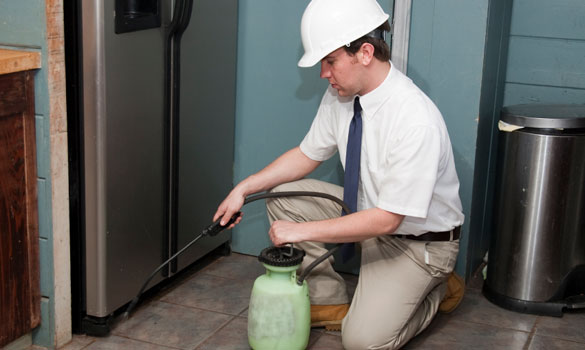 Pest Control Long Beach CA
